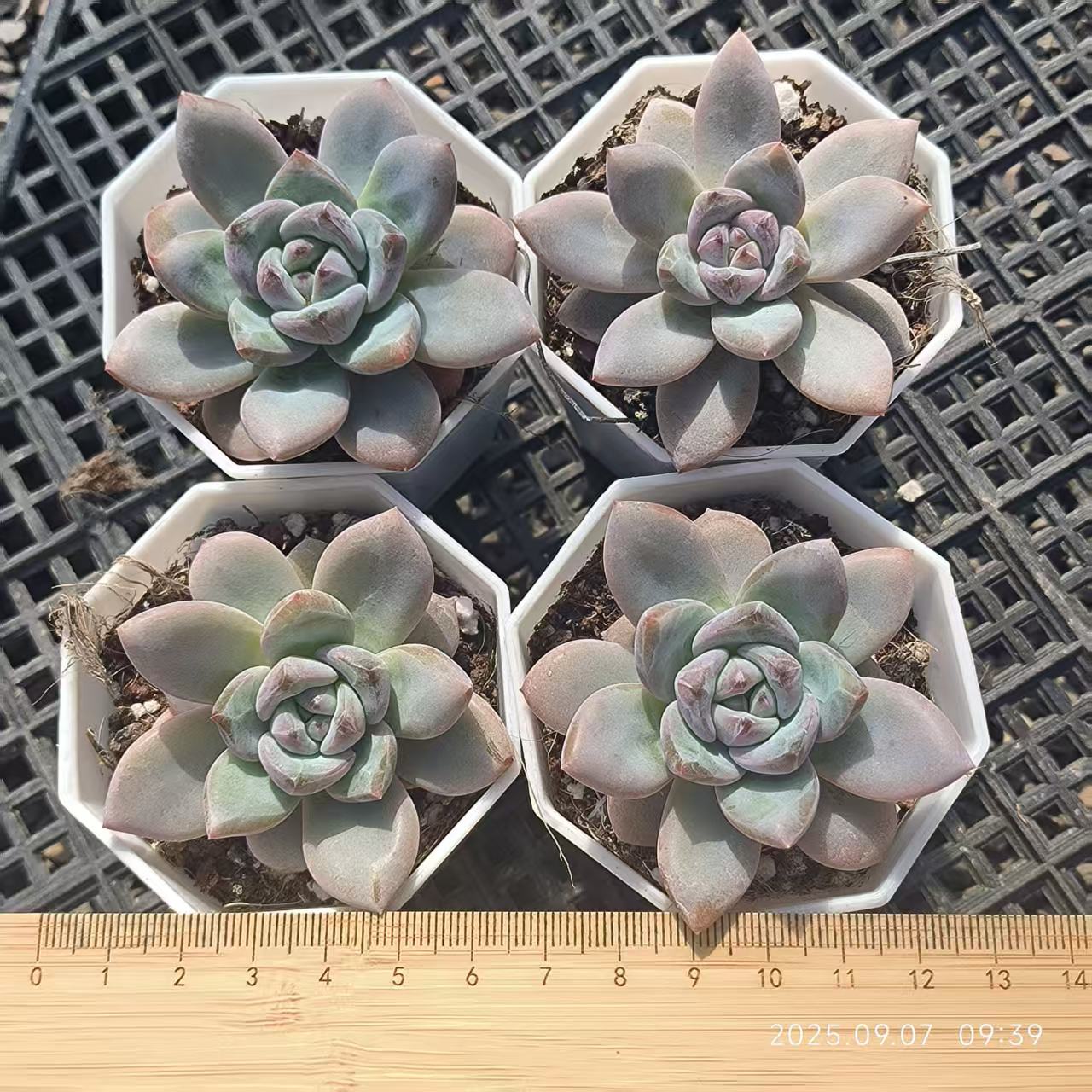 2822 Echeveria Spark Snow (6cm pot size)