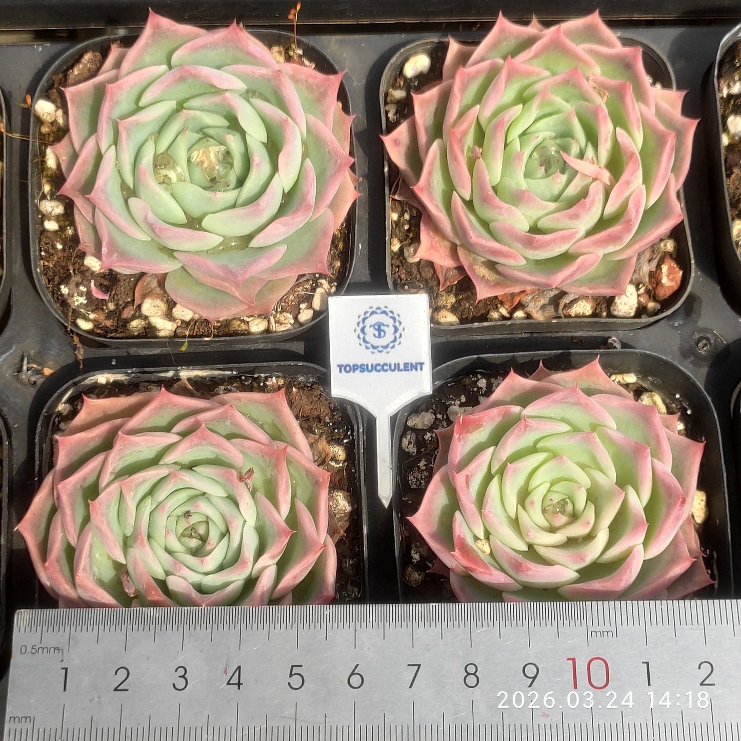 80569 Echeveria Sky World (6.5cm pot size)