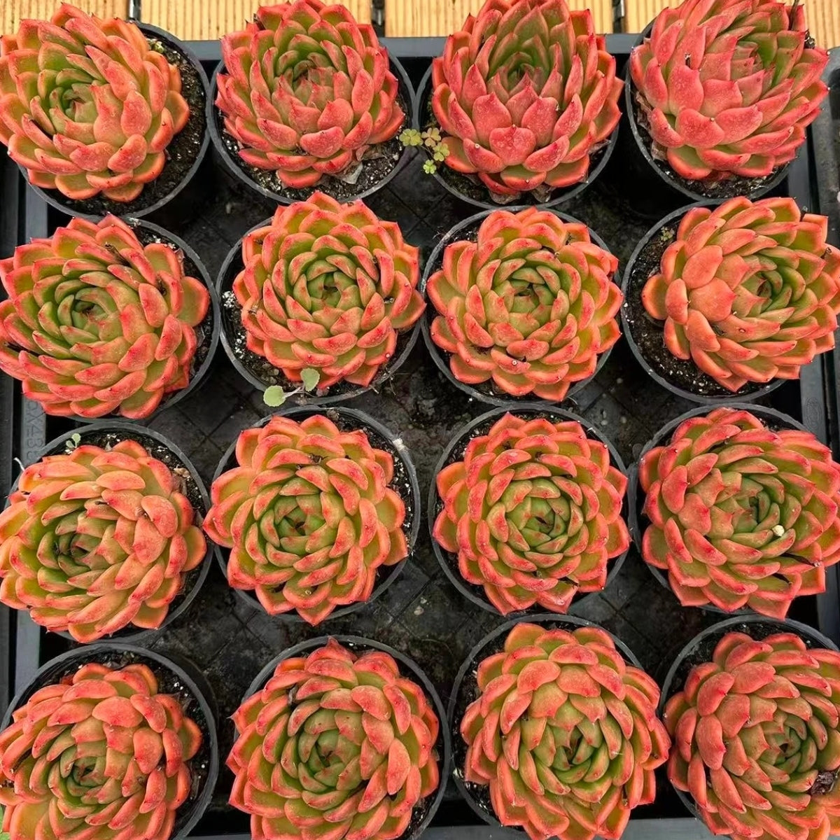 QNY186 Echeveria Satisfy(10cm pot size)