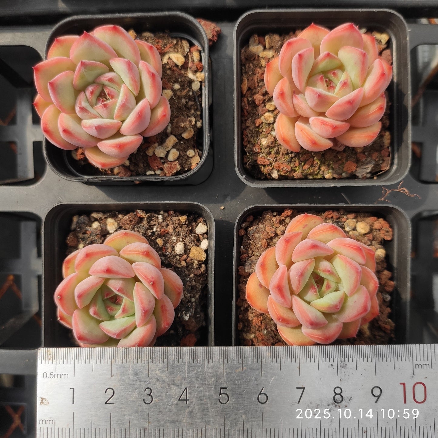 WWA377 Echeveria Ugly Cow(5.5cm pot size)