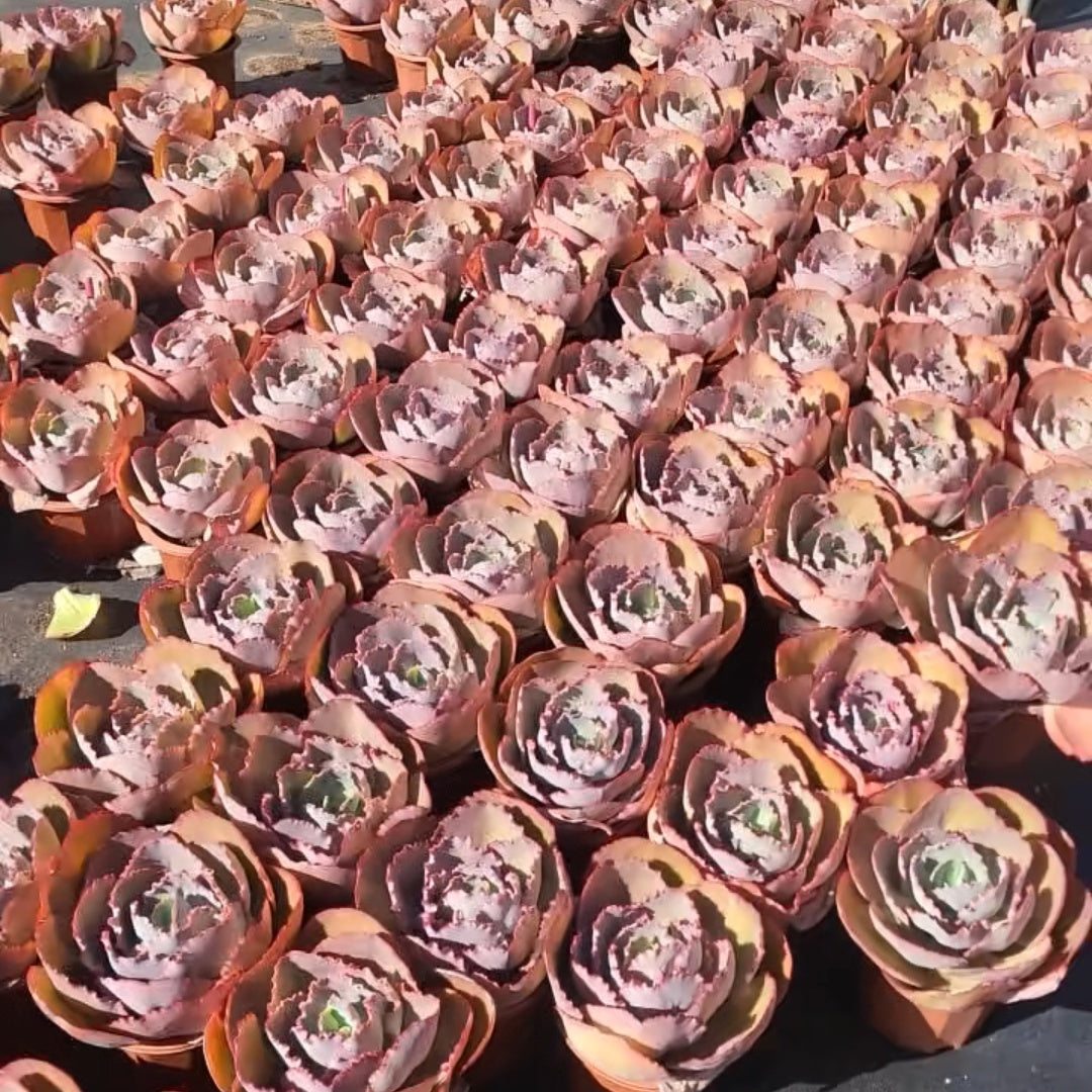 23568 Echeveria Blue Enchantress (18cm pot size)