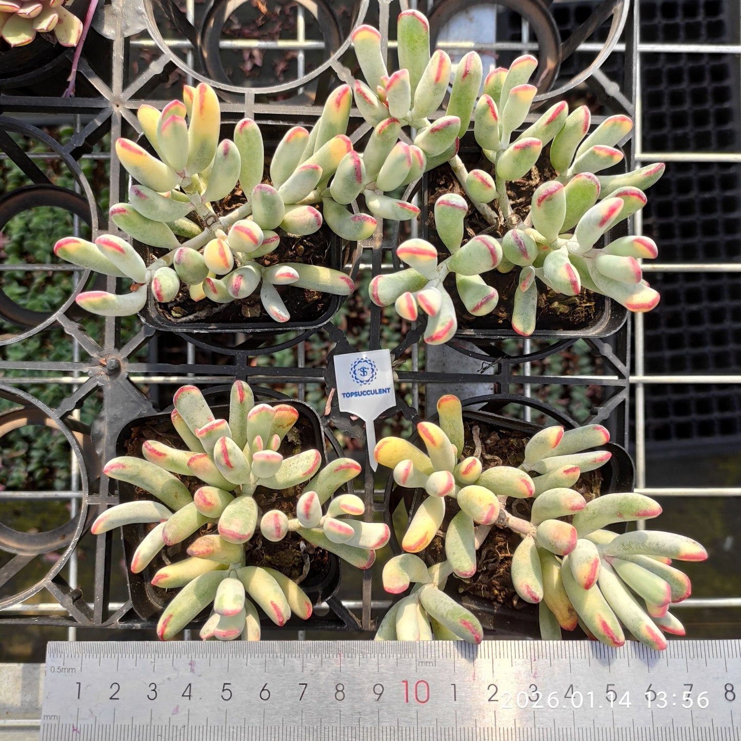 16363 Echeveria Orbiculata Variegated (7cm pot size)