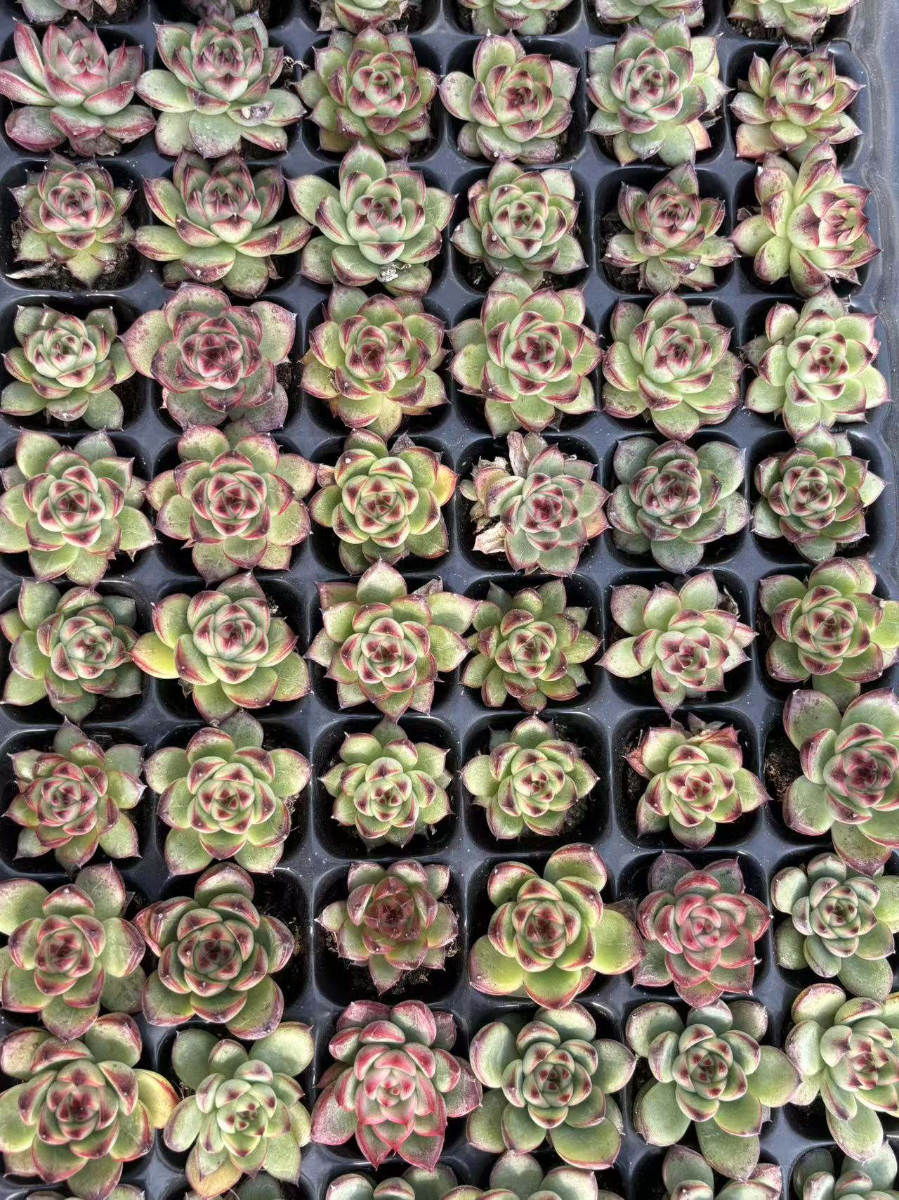 21693 Echeveria Moon Stone (3cm pot size)