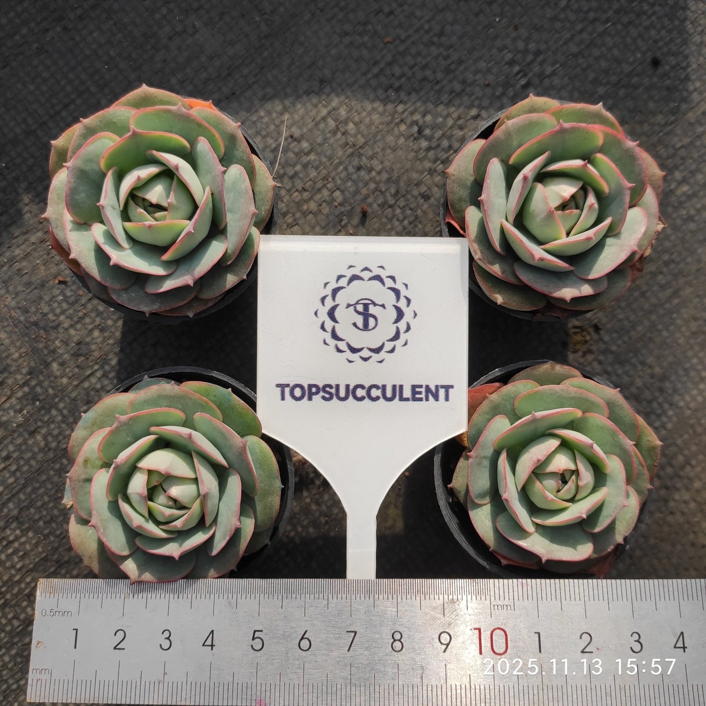 18043 Echeveria Claudia (5.5cm pot size)