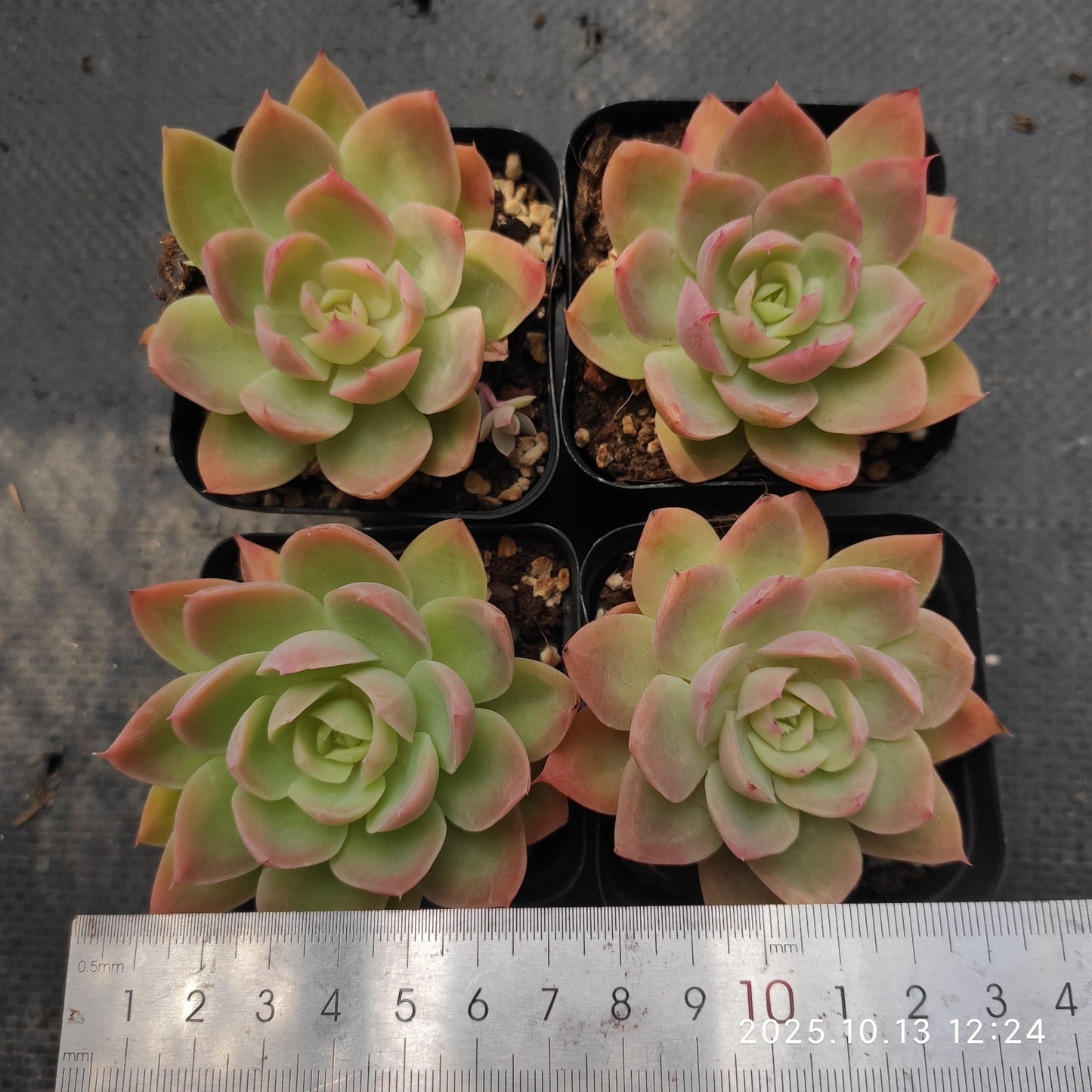 19982 Echeveria Silk Veil (7cm pot size)