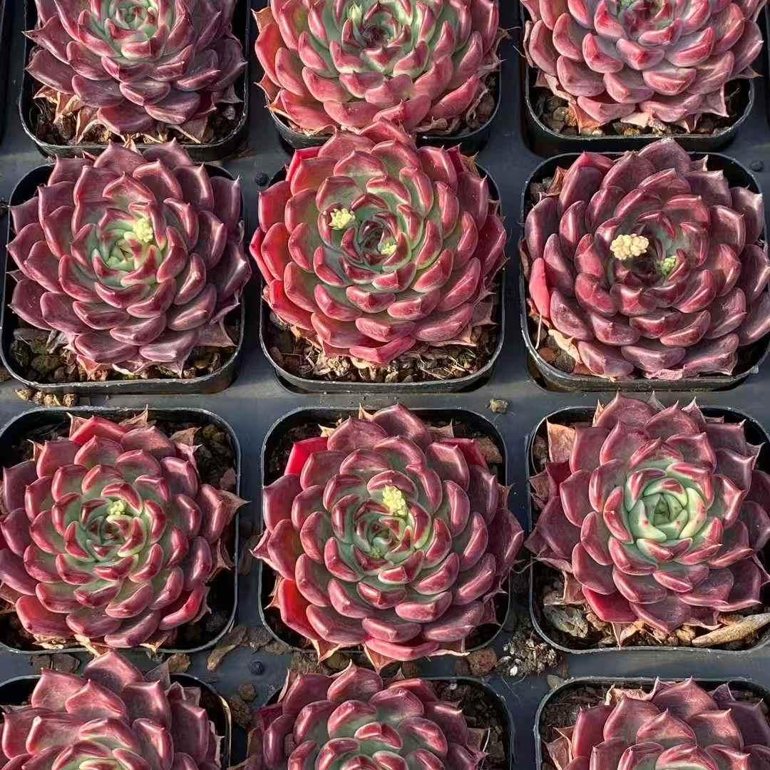 25398 Echeveria Black Night (6.5cm pot size)
