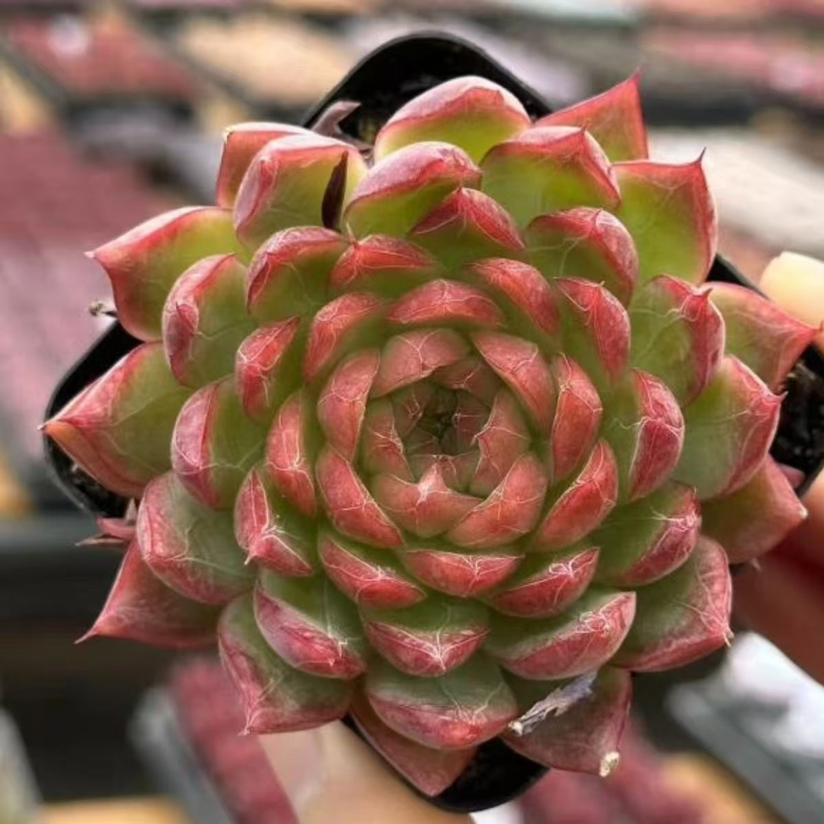 QNY149 Echeveria Passionate Desert(7cm pot size)