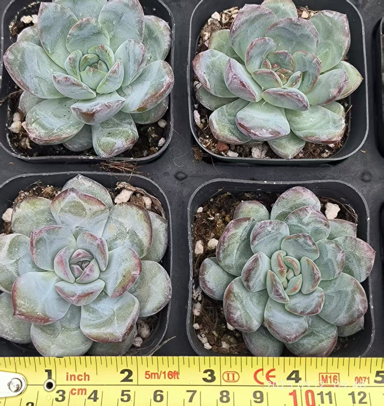 RDD401 Echeveria Snow Night Hyb(6.5cm pot size)