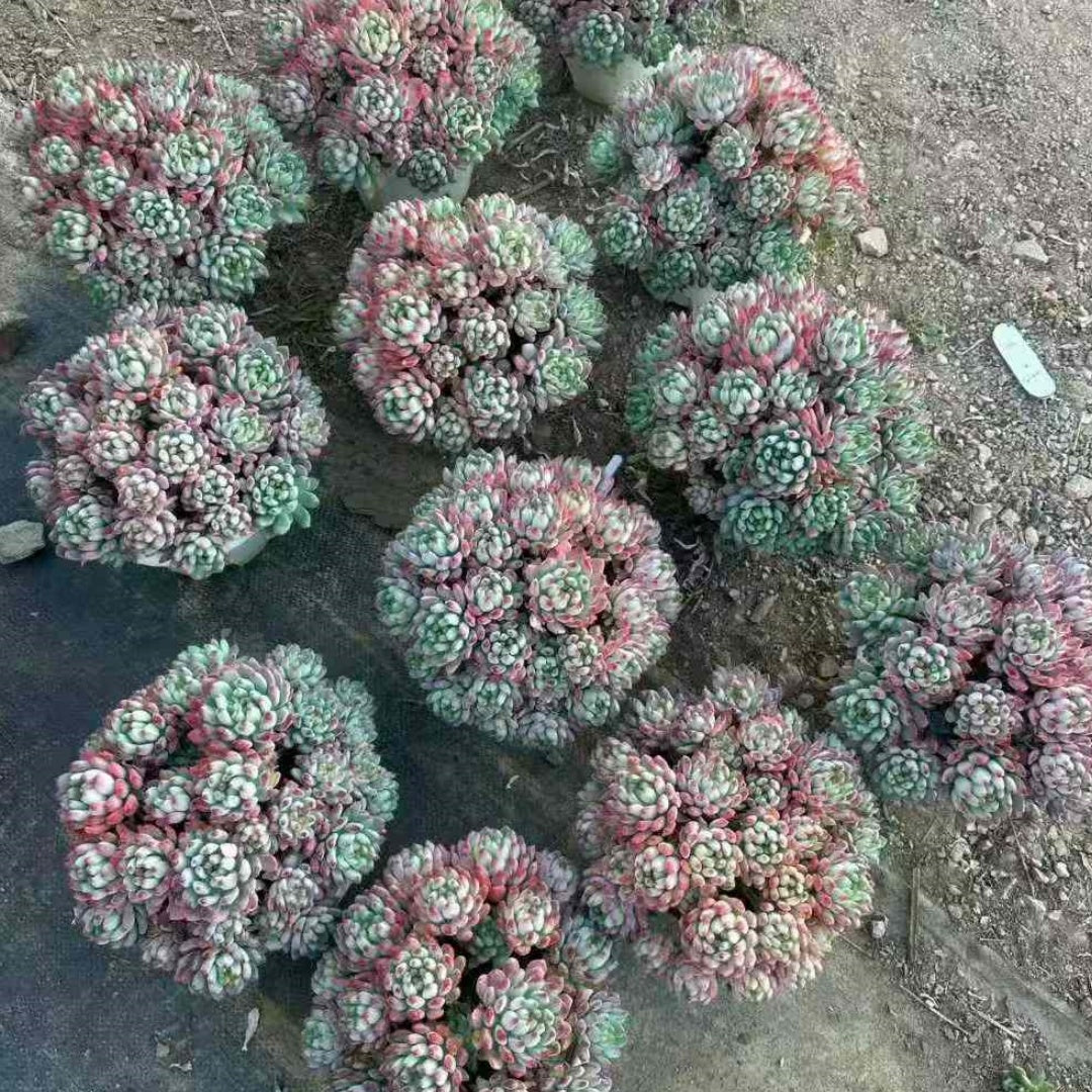 23395 Echeveria Blue Elf (16cm pot size)