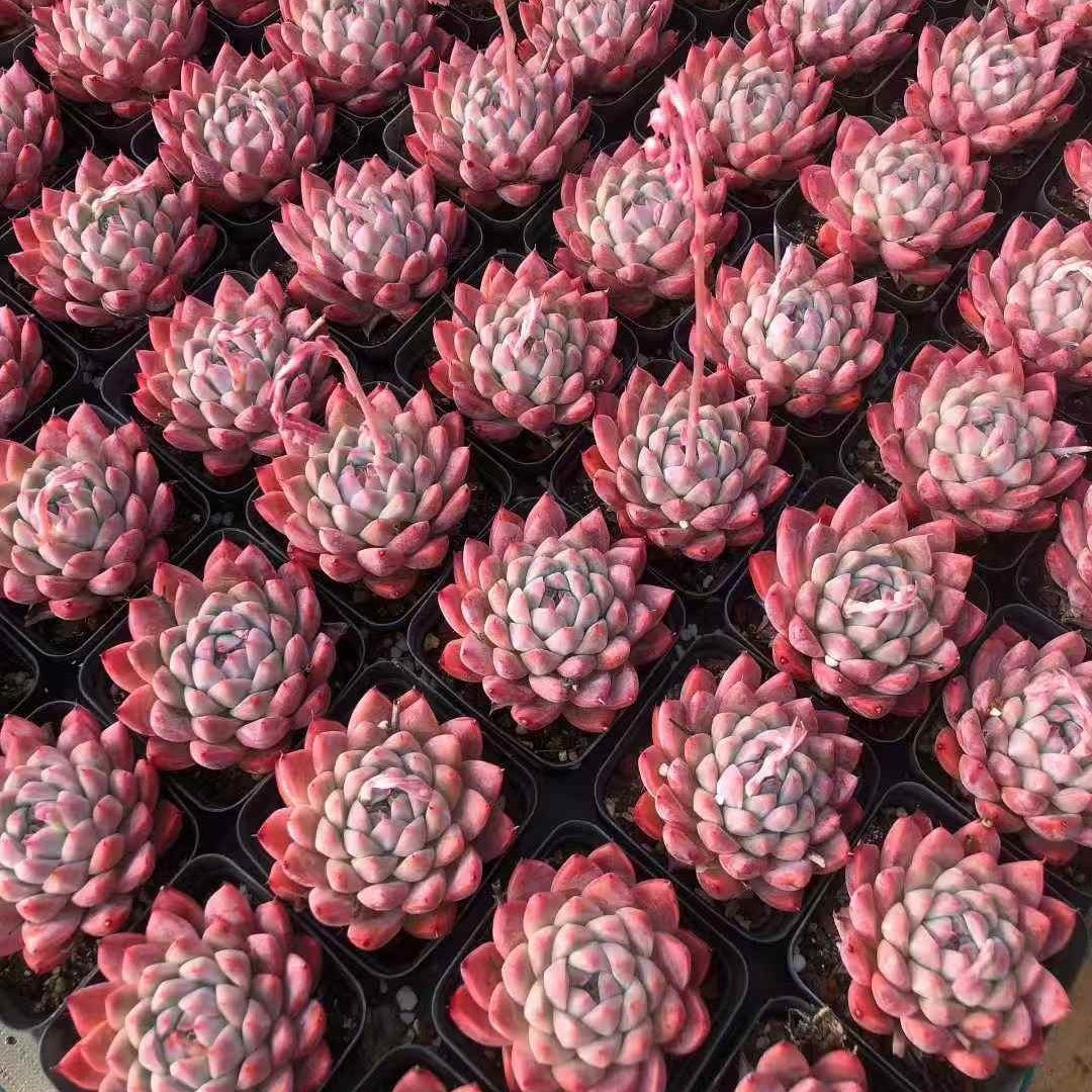 24574 Echeveria Bingsan (7cm pot size)