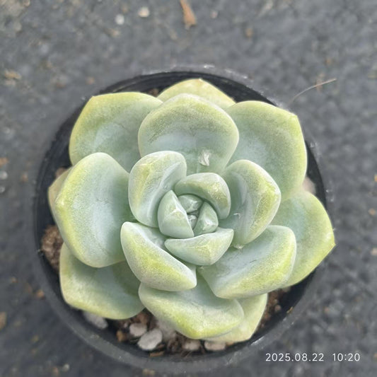 LYC191 Echeveria Ice Green(6.5cm pot size)