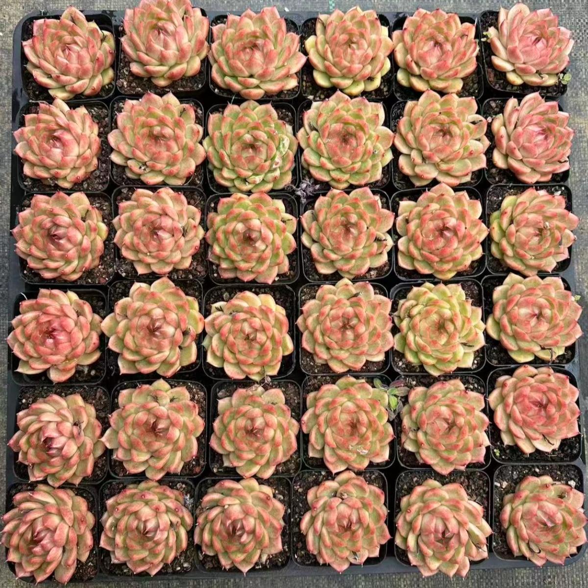 23013 Echeveria Wada Jenny (6cm pot size)