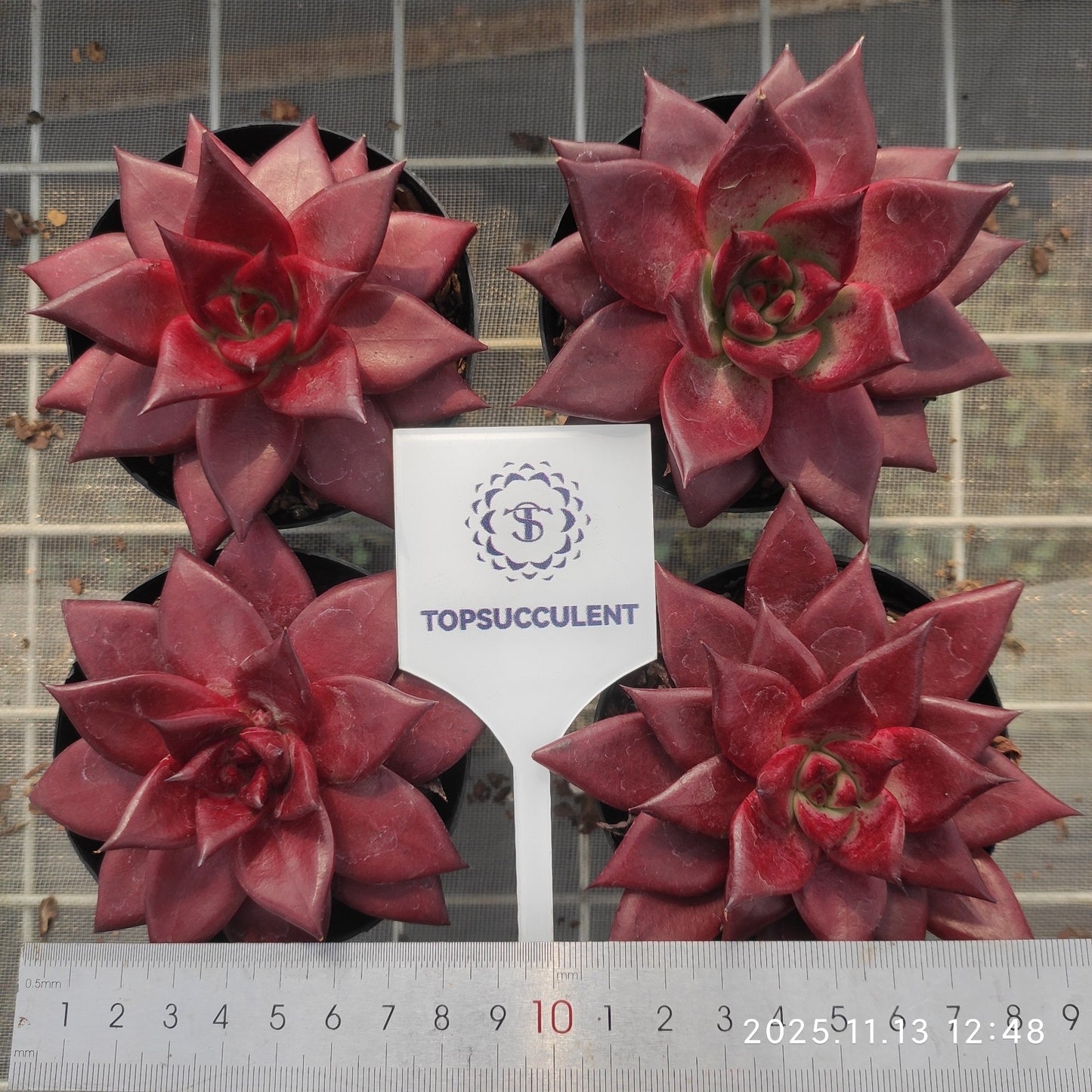 12475 Echeveria Robin (9cm pot size)