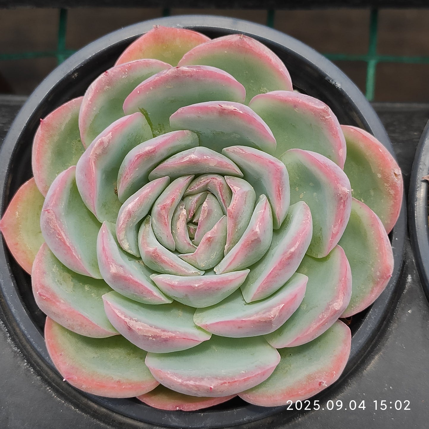 MMY230 Echeveria Silhouette(9cm pot size)