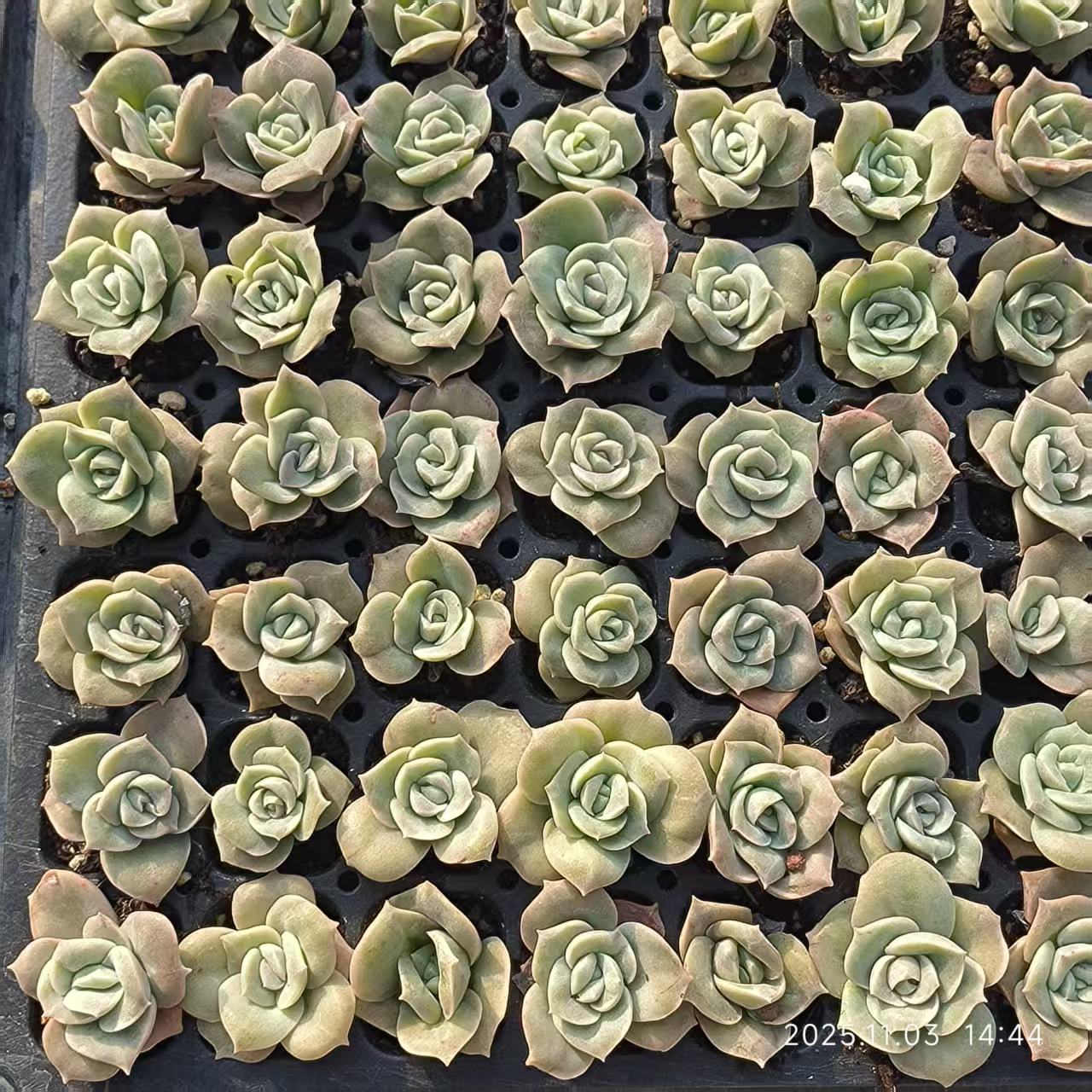 21941 Echeveria Lovely Rose (3cm pot size)