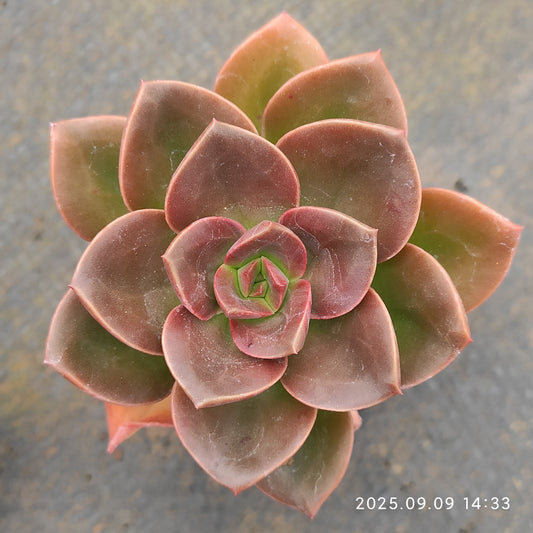 MMT506 Echeveria Chocolate(5.5cm pot size)