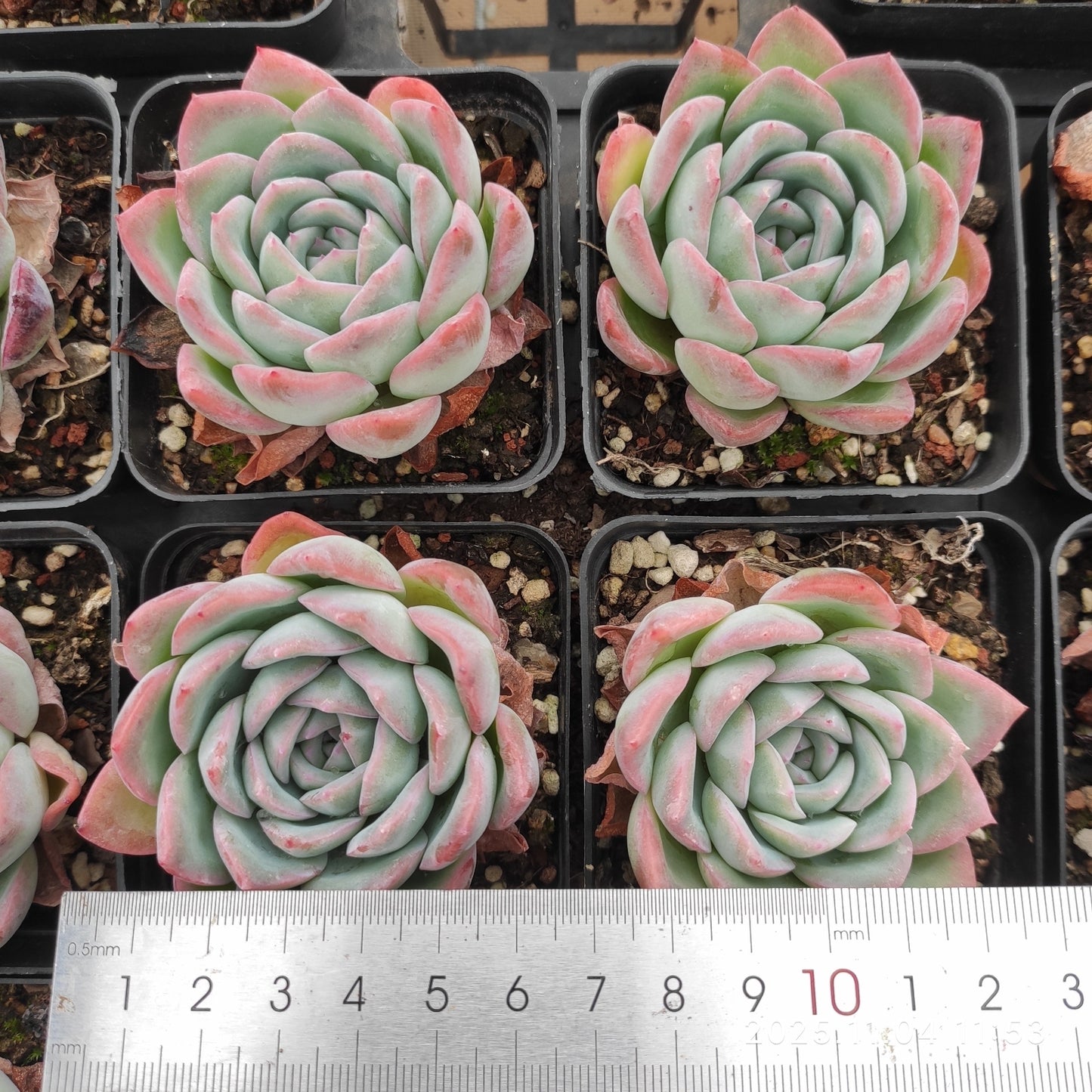 18896 Echeveria Silhouette Hyb (7cm pot size)