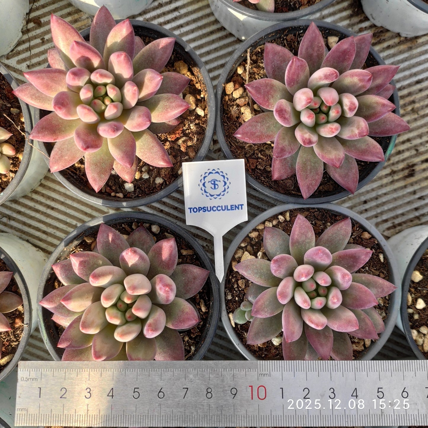 22155 Echeveria Cherries (9cm pot size)