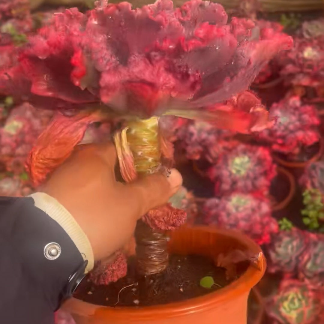 25286 Echeveria Carnival (16cm pot size)