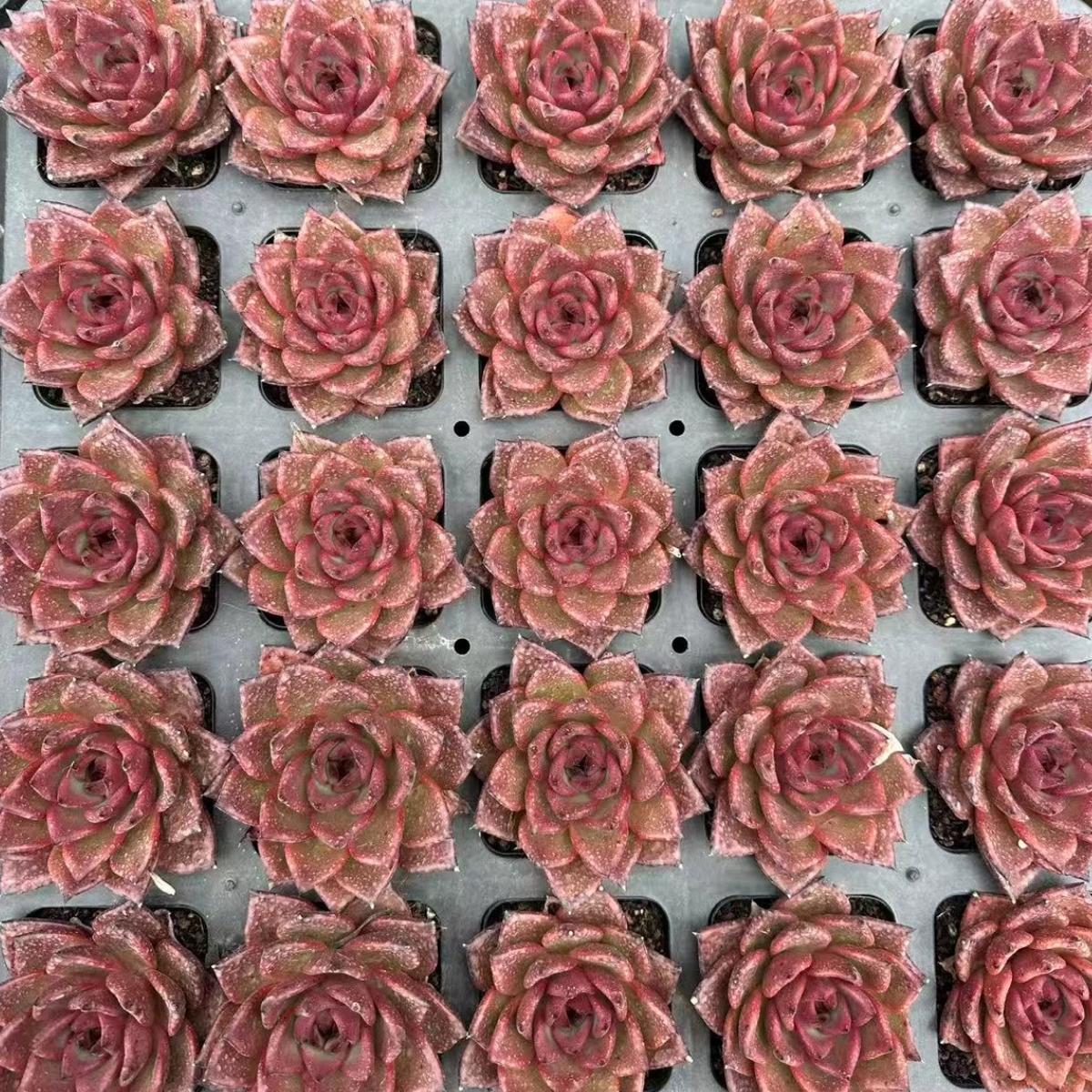 22640 Echeveria Judge (7cm pot size)