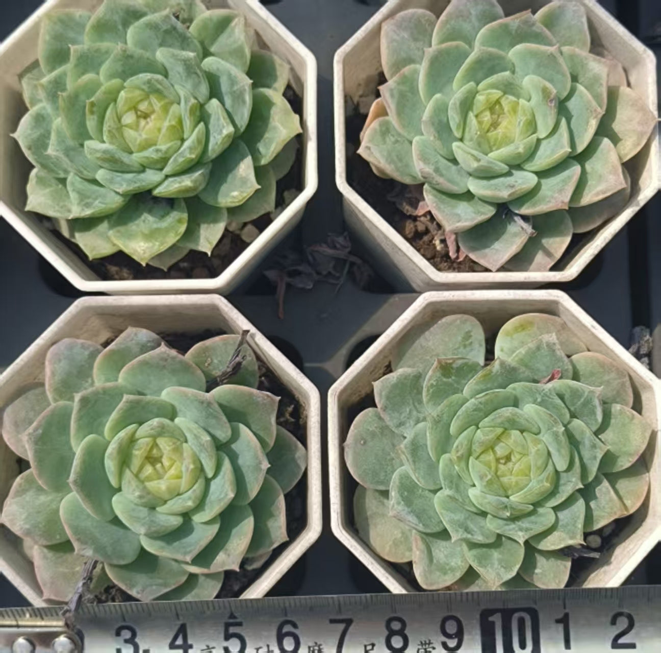 LYC158 Echeveria Ice Heart(6.5cm pot size)