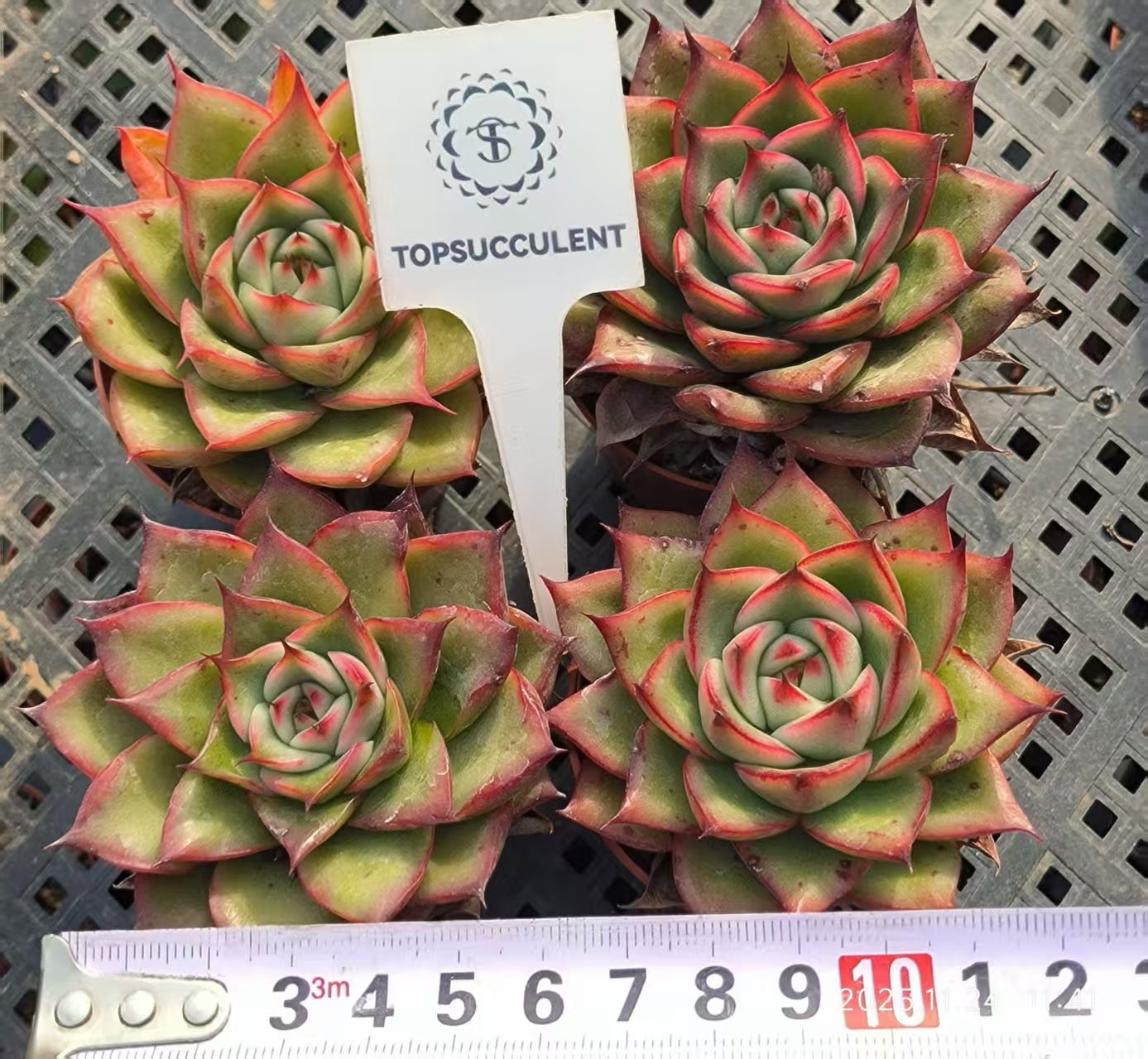15581 Echeveria Agavoides Hyb (6.5cm pot size)