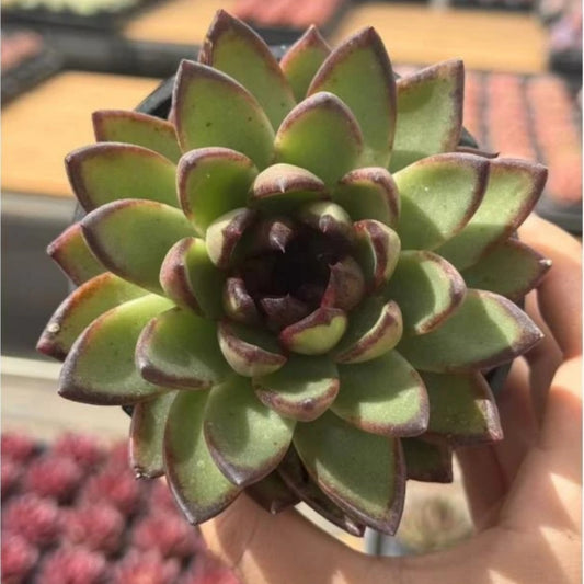 QNY143 Echeveria Mr Toad(10cm pot size)