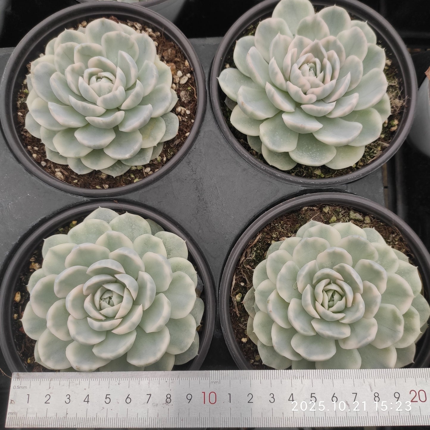 21947 Echeveria Snow Ball Variegated (12.5cm pot size)