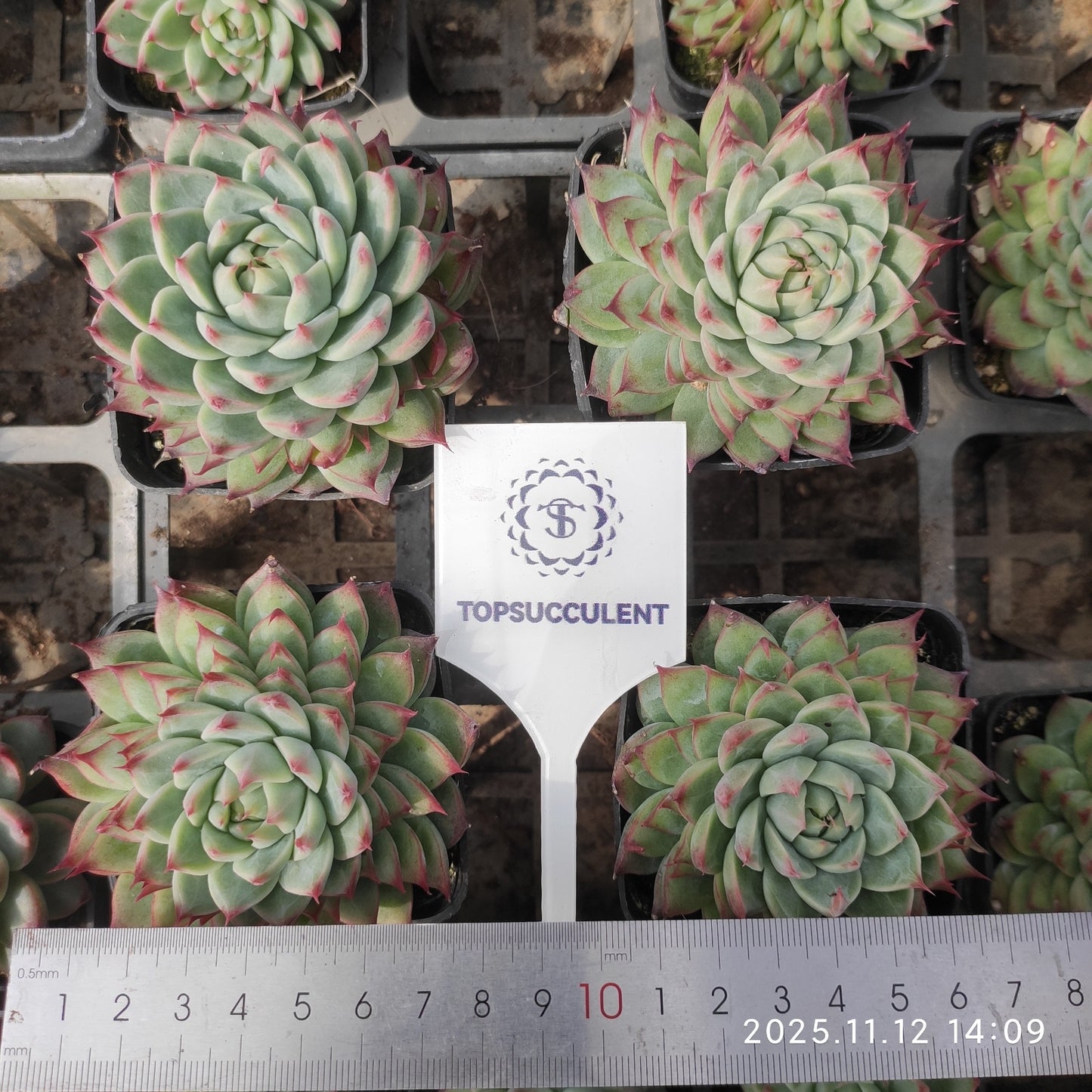 13546 Echeveria Cadbury (7cm pot size)