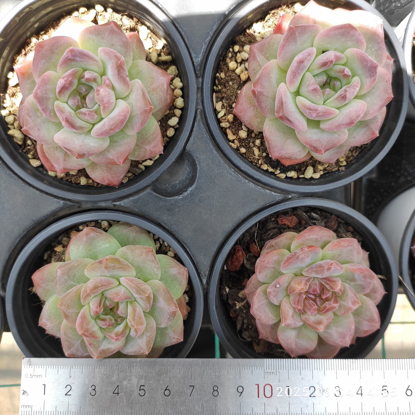 MMY1043 Echeveria Snow Hibiscus(9cm pot size)