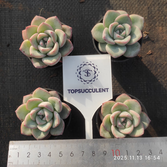 9010 Echeveria Amabille (5.5cm pot size)