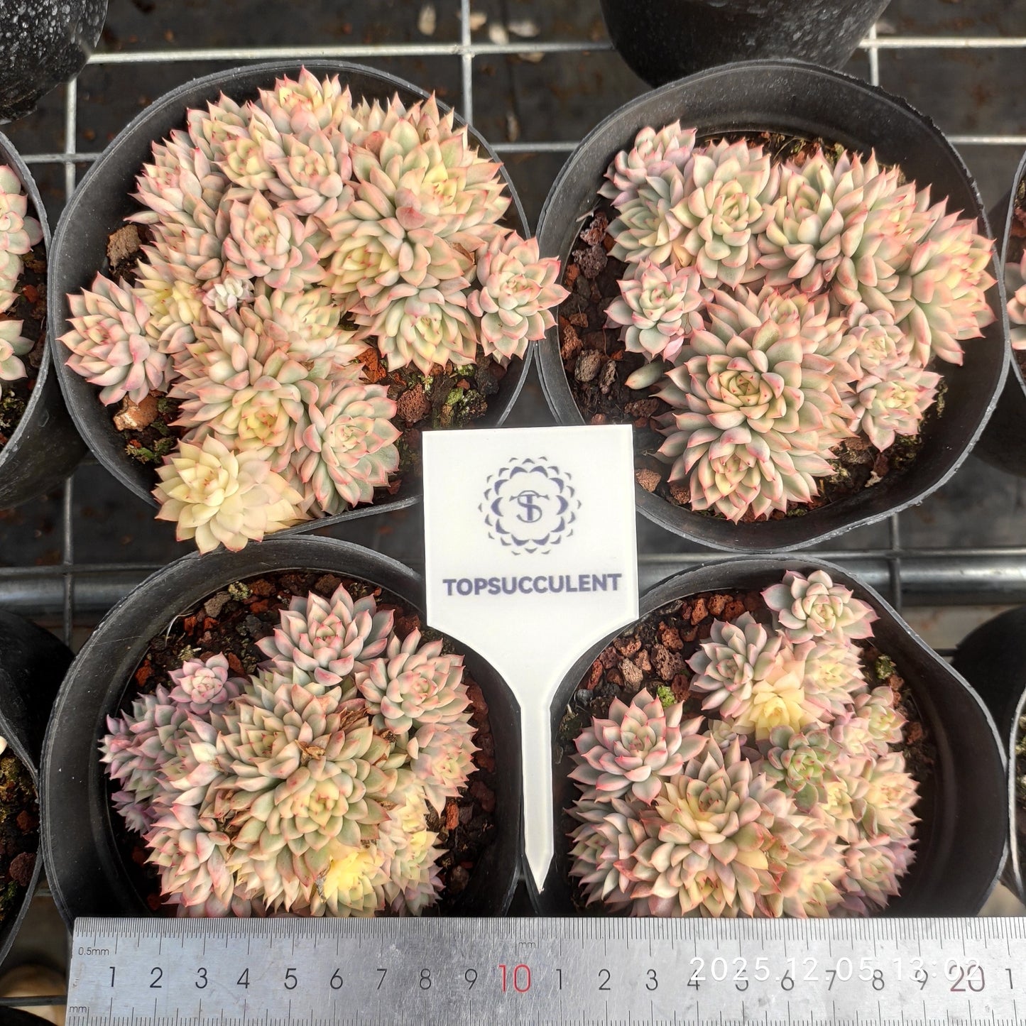 20123 Echeveria Mebina Variegated (12cm pot size)