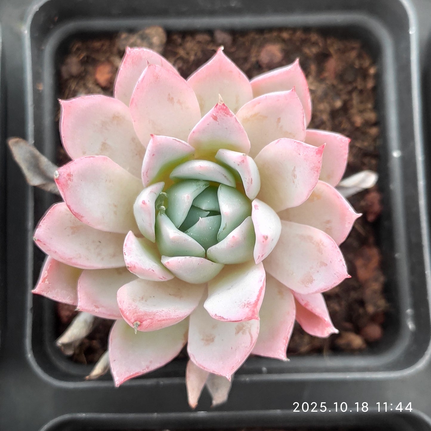 YBB151 Echeveria Violet Queen(6.5cm pot size)