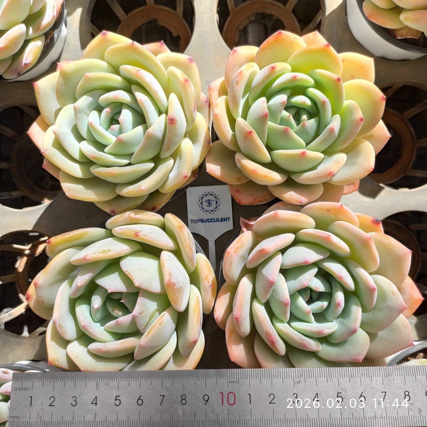 25620 Echeveria Phoenix Orange (9cm pot size)