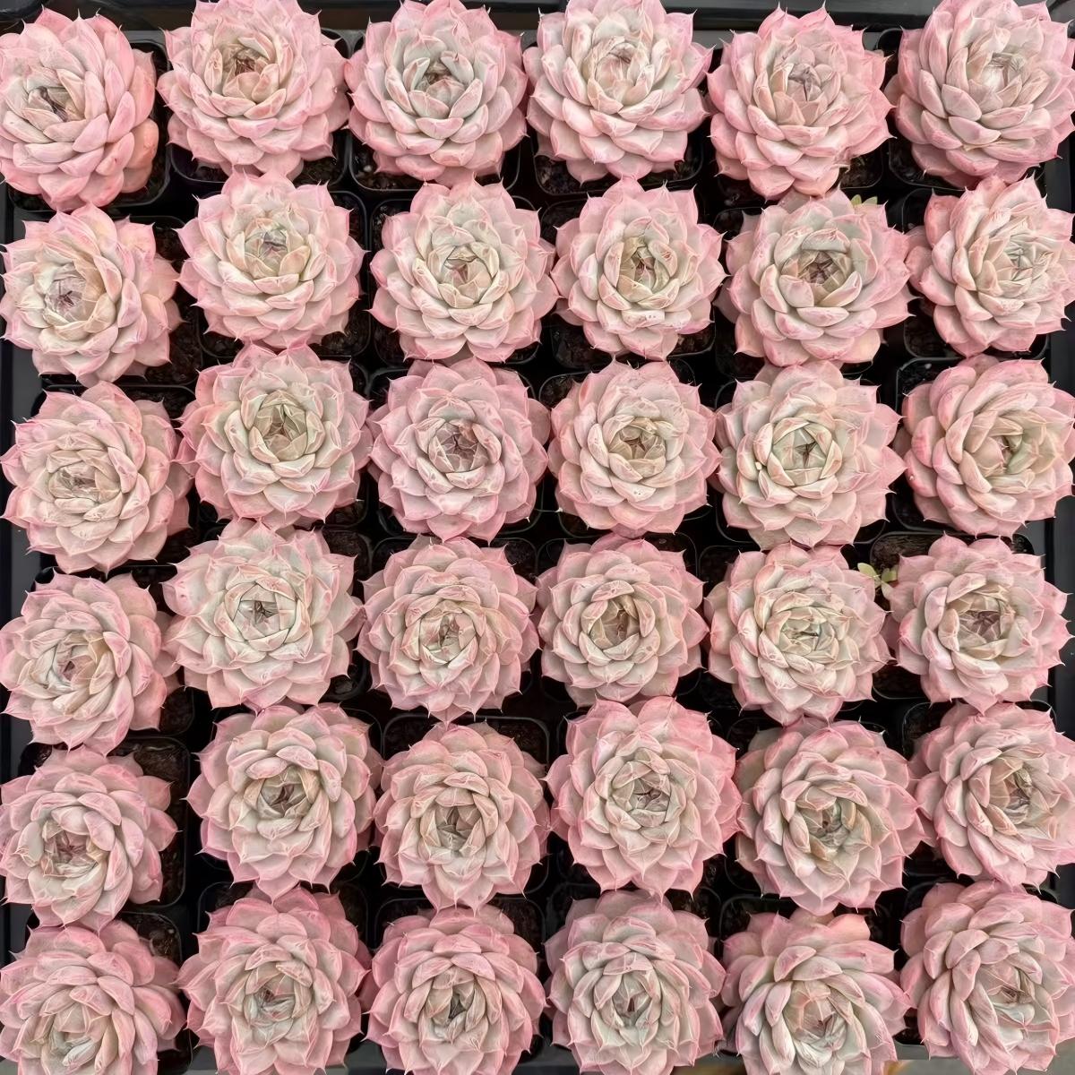 22994 Echeveria Oblivion Night (7cm pot size)