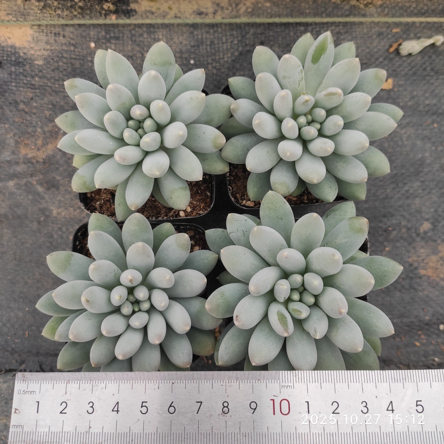20171 Echeveria Sweet (7cm pot size)