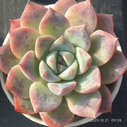 XL103 Echeveria Blue Bird Hyb(5cm pot size)