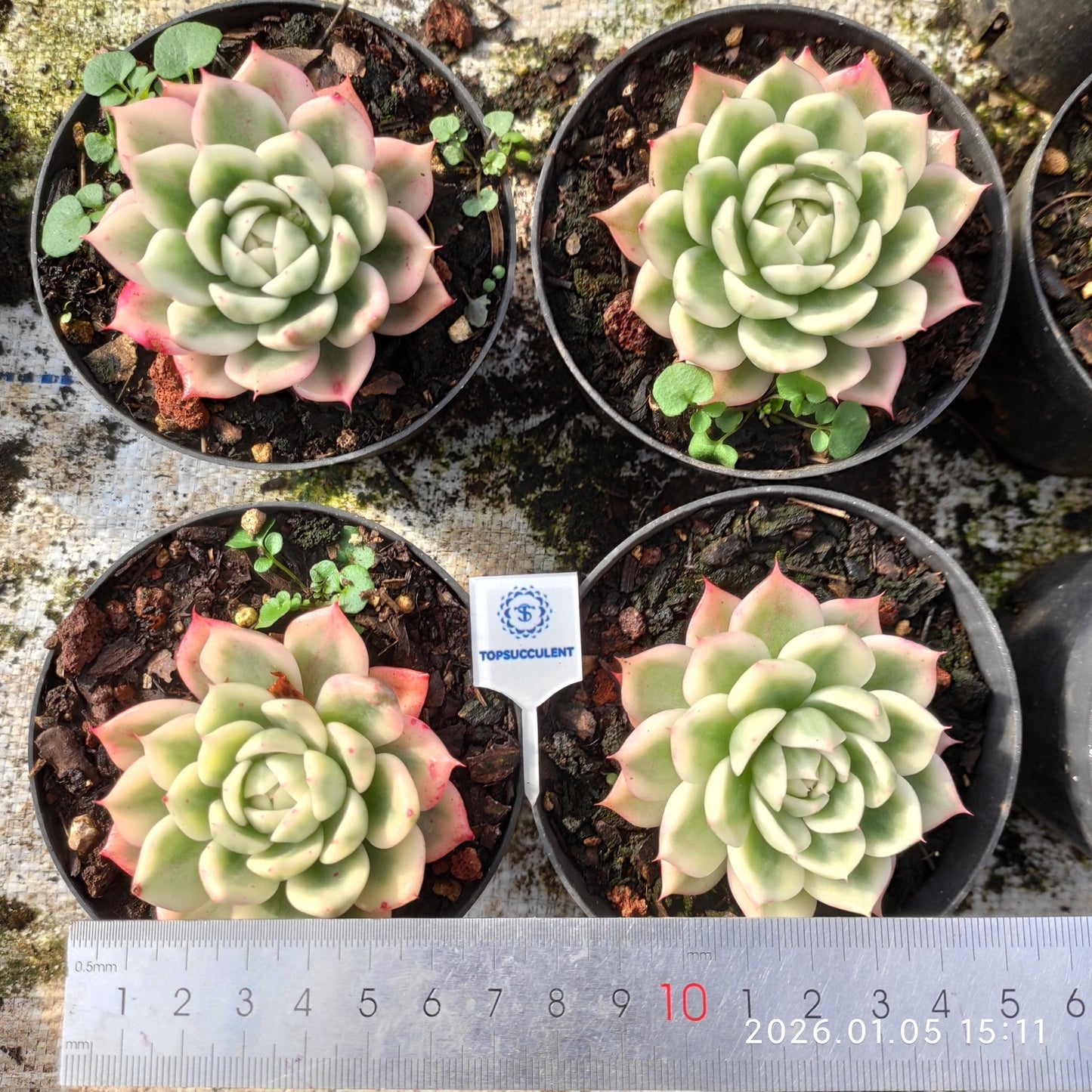 21201 Echeveria Butterfly Variegated (10cm pot size)