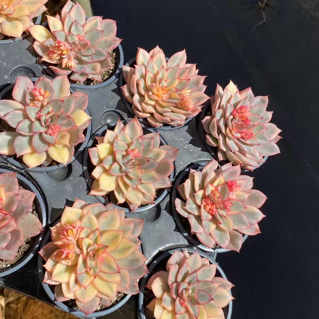 15440 Echeveria Esther Variegated (9cm pot size)