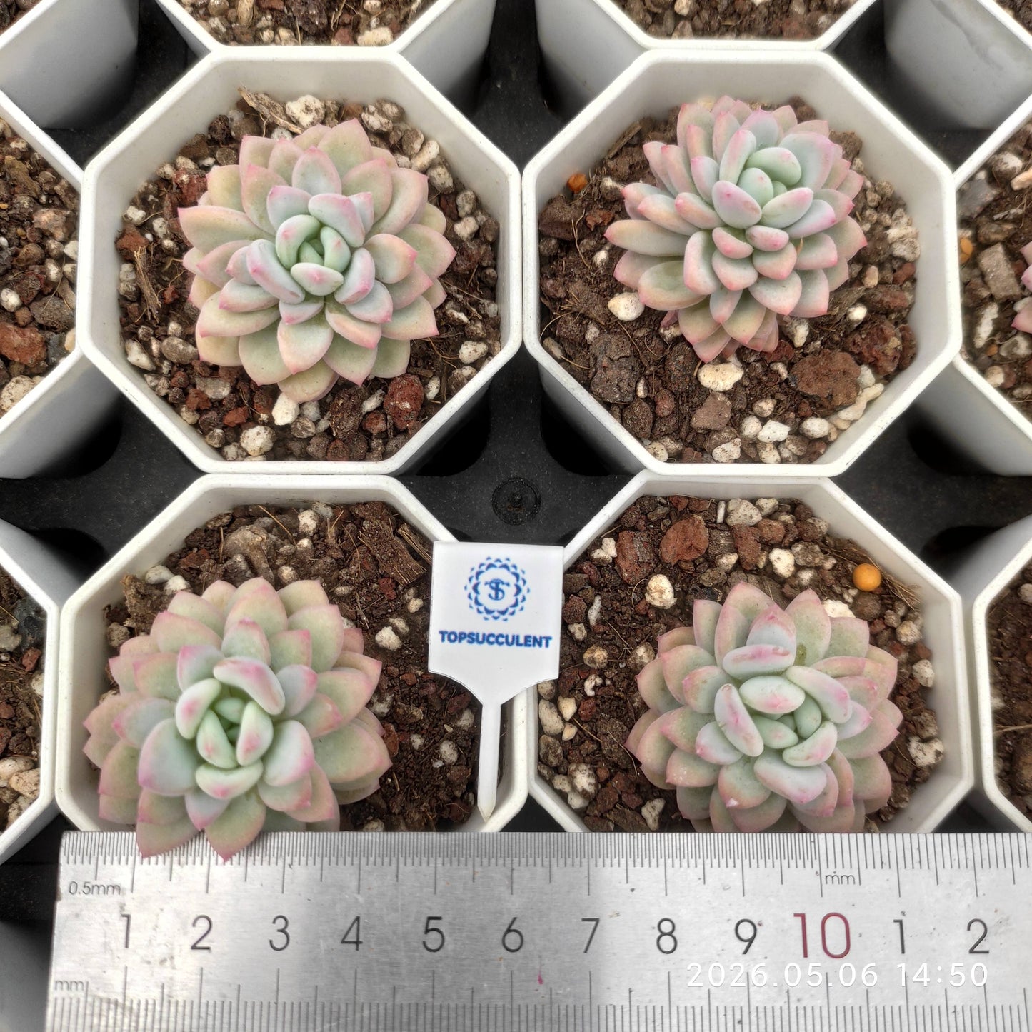 360150 Echeveria Neo Rose (7cm pot size)