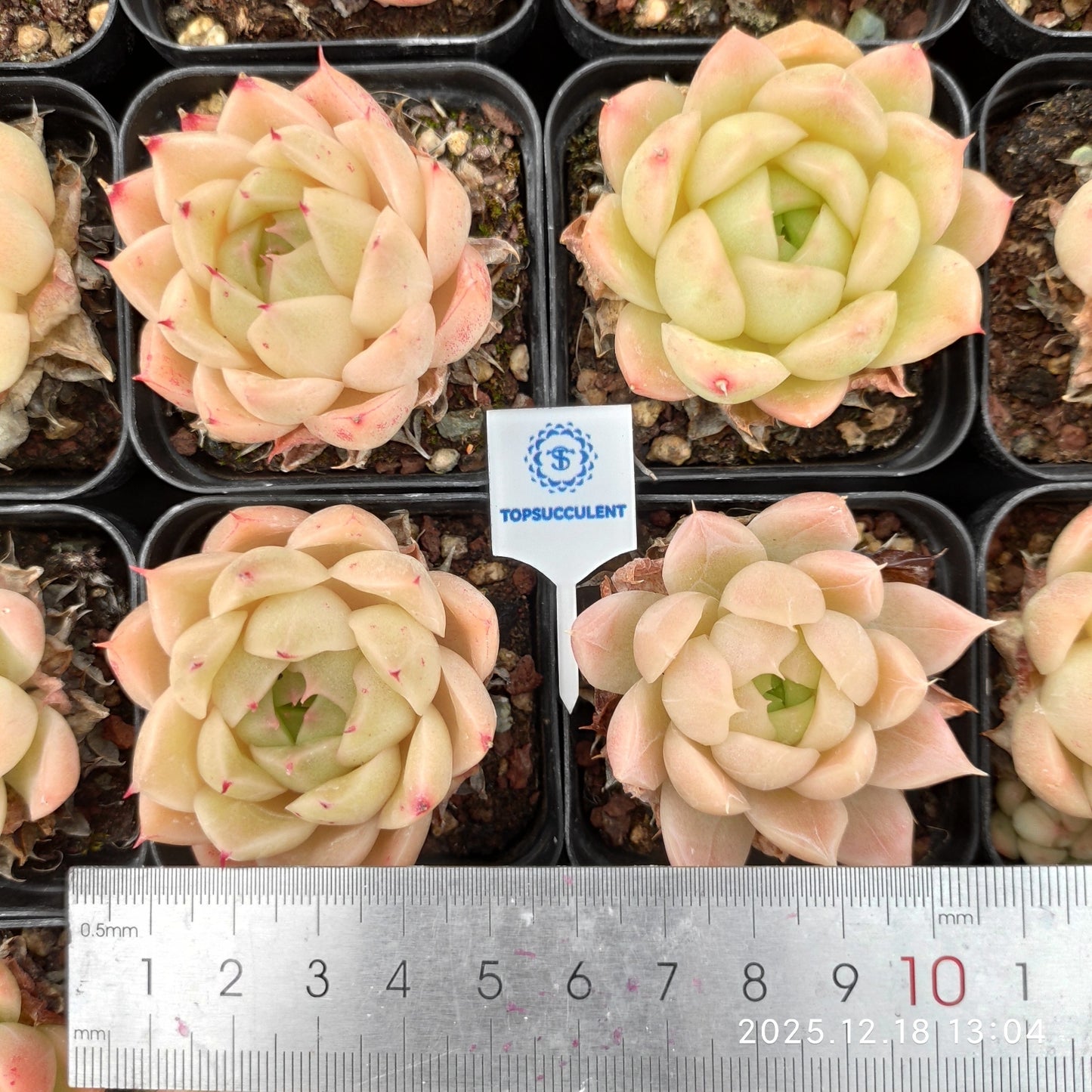 17694 Echeveria Pink Malgan (5.5cm pot size)