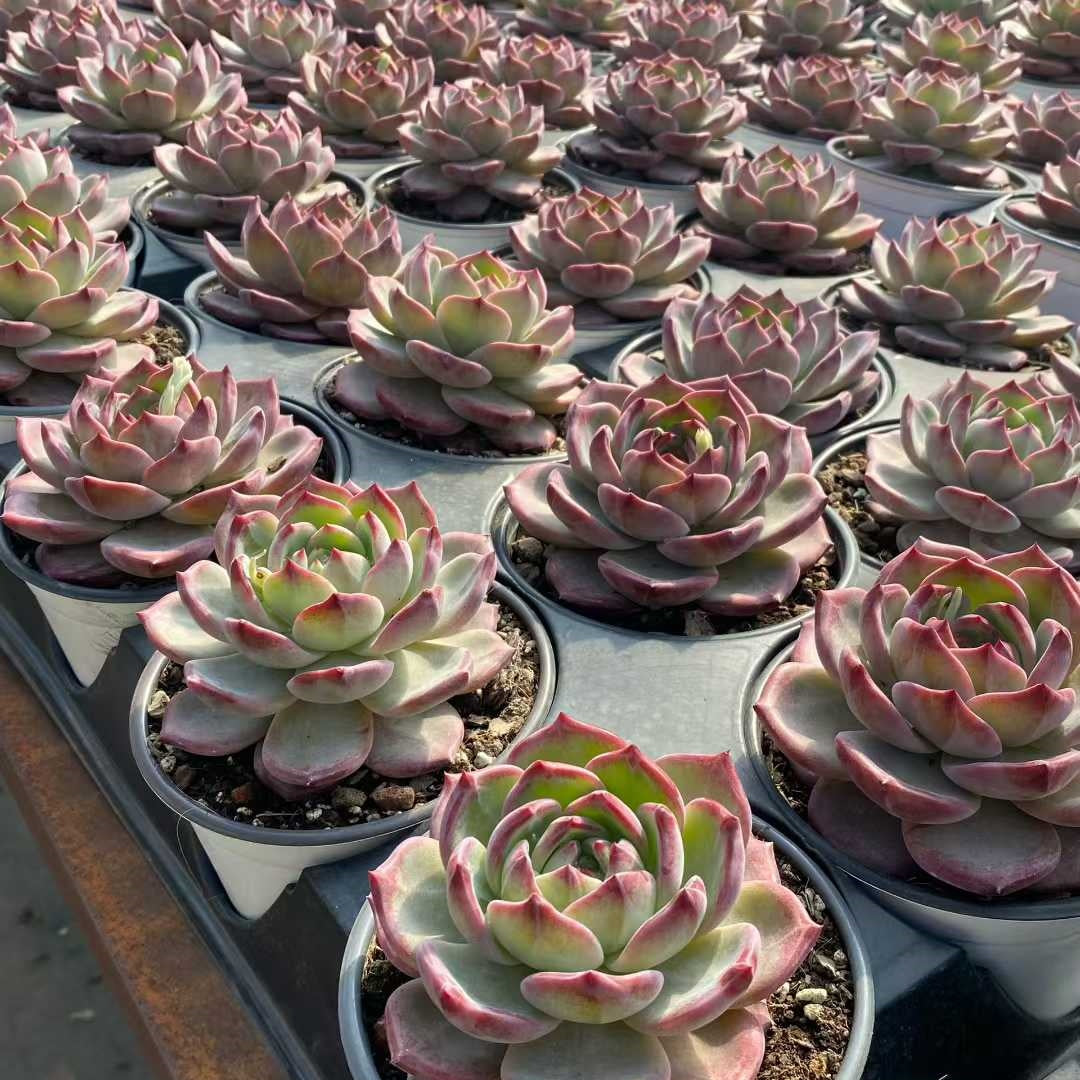 24829 Echeveria Dare Devil (12.5cm pot size)
