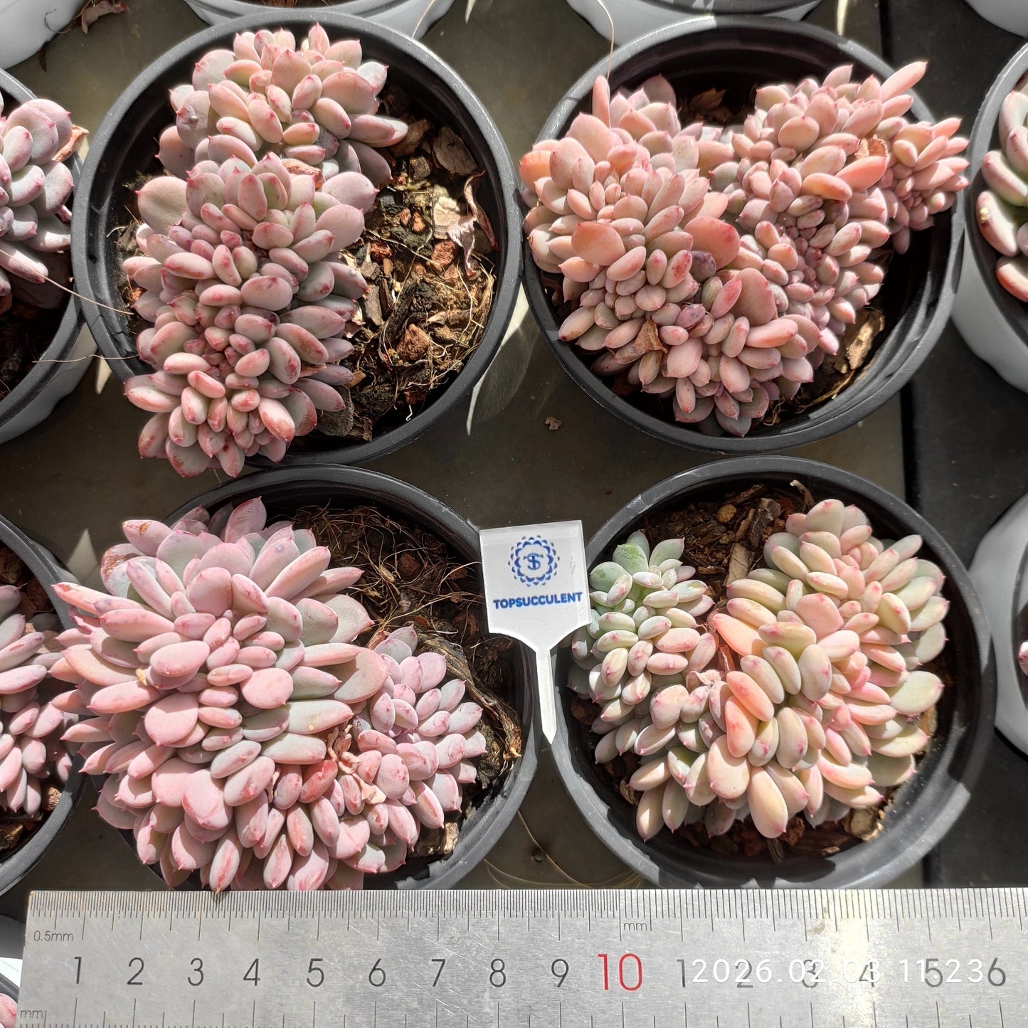 25615 Echeveria Carnelian Cristata (9cm pot size)