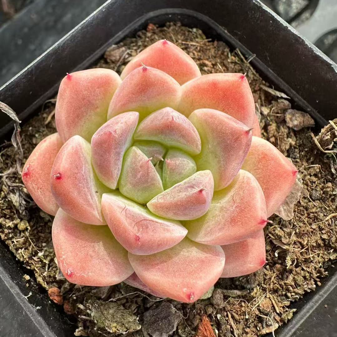 BL2019 Echeveria Alba Beauty(7cm pot size)