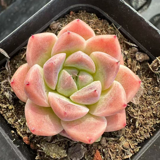 BL2019 Echeveria Alba Beauty(7cm pot size)