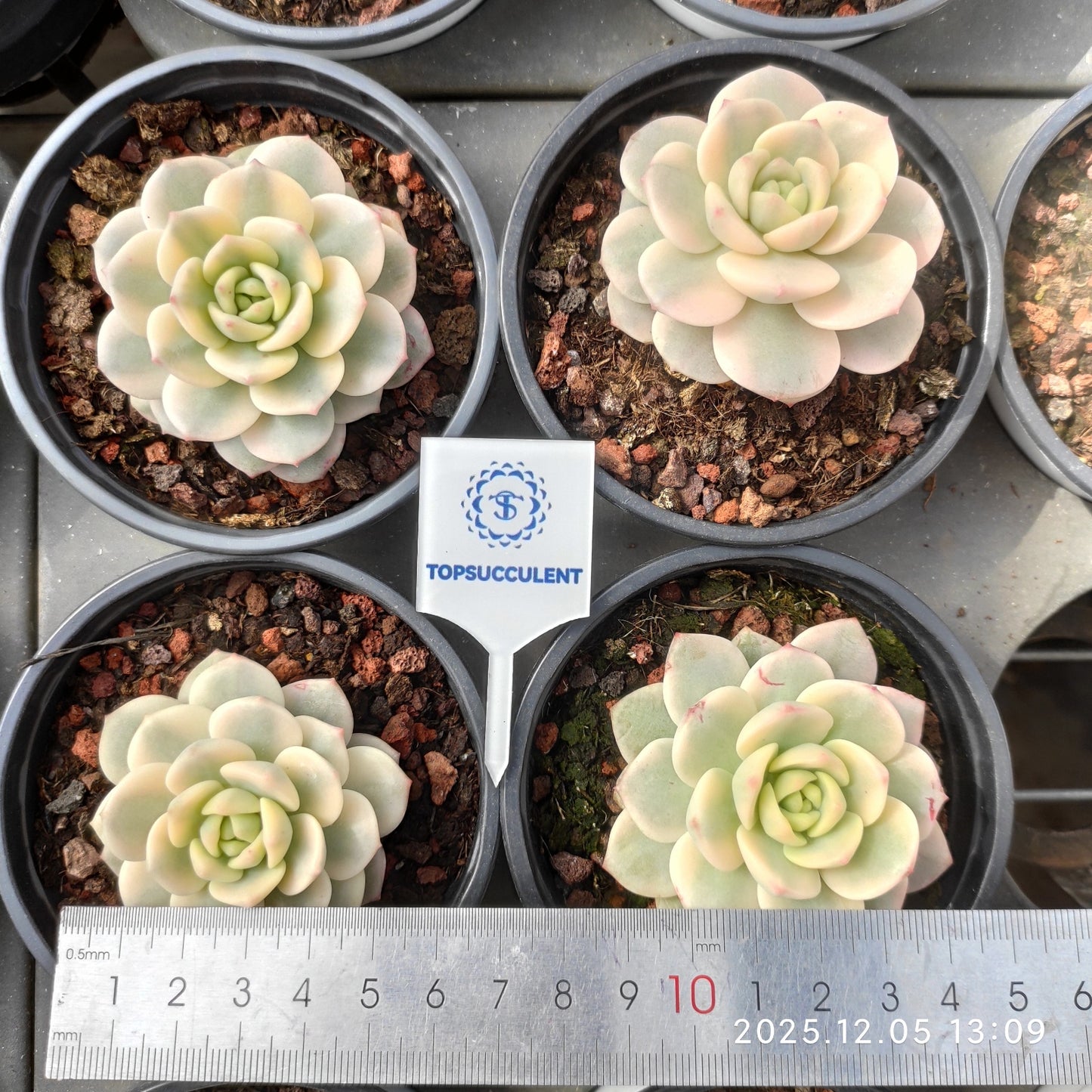 20109 Echeveria Banilabis Variegated (9cm pot size)