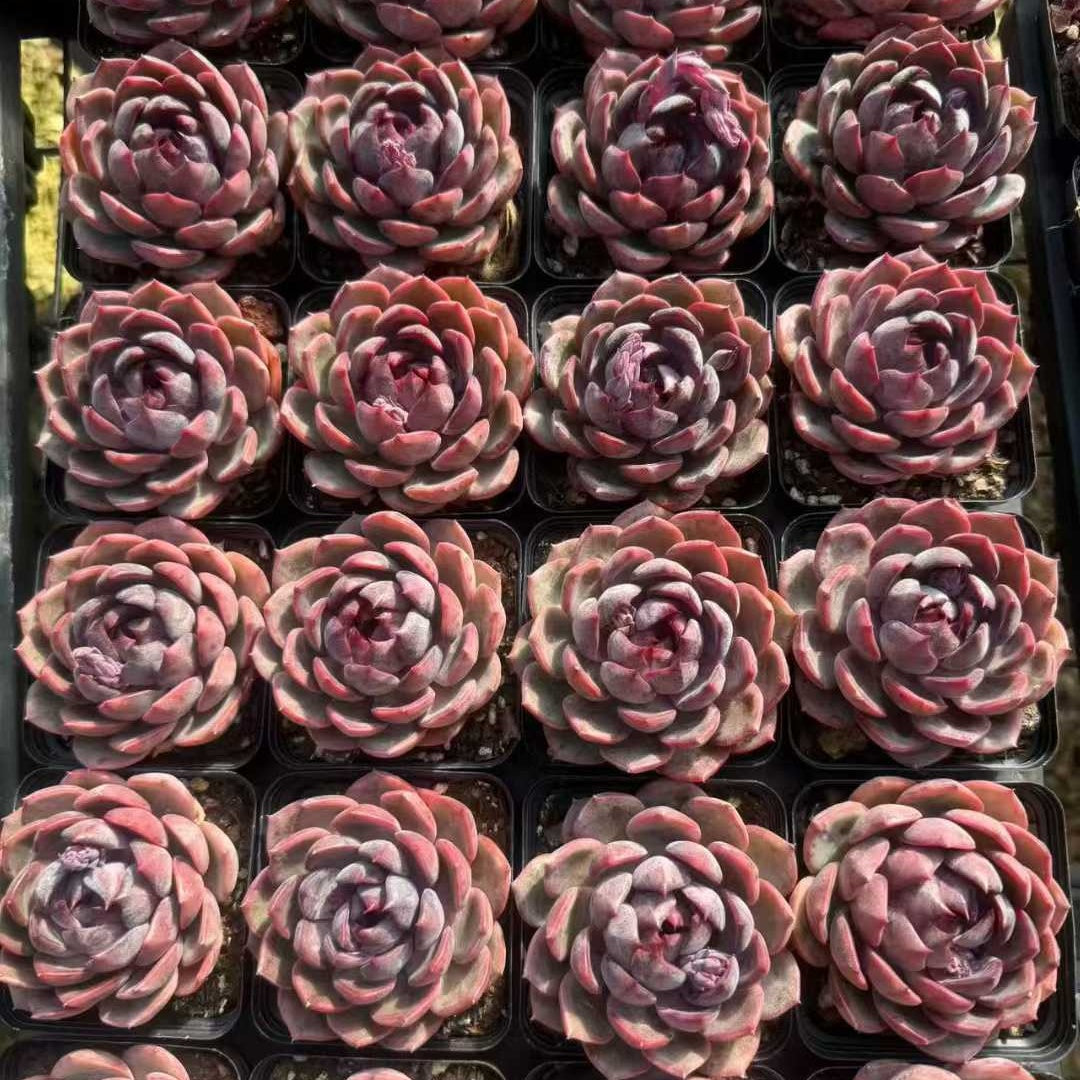 24962 Echeveria Cheese Blueberry (7cm pot size)