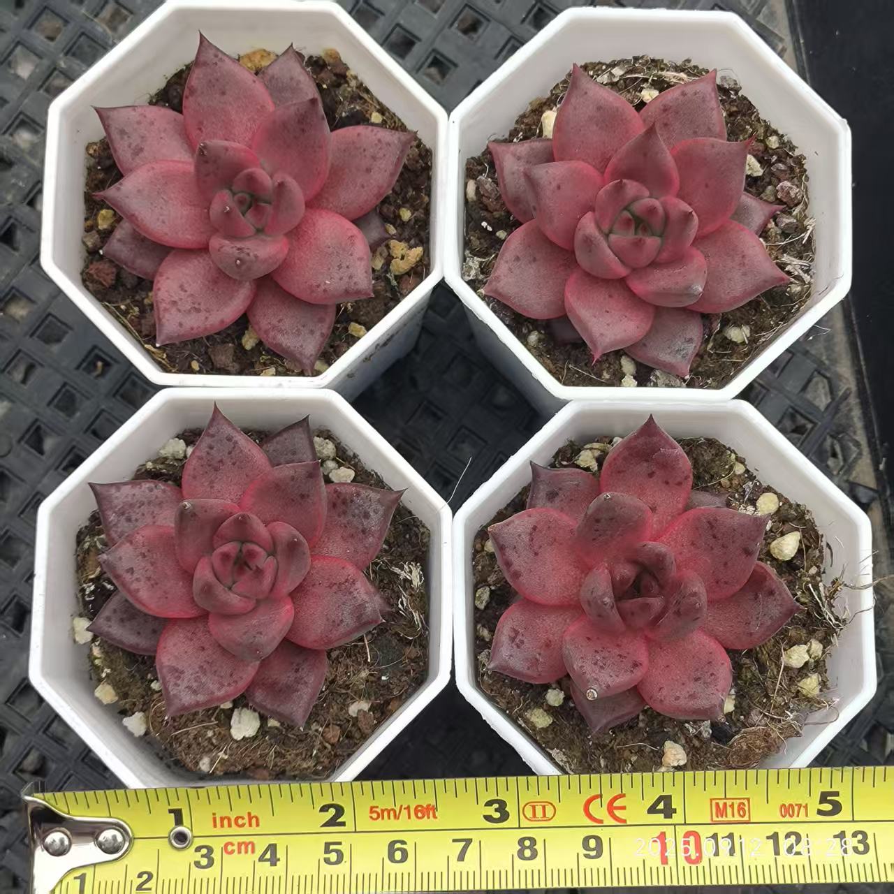 RDD330 Echeveria Romeo(6.5cm pot size)