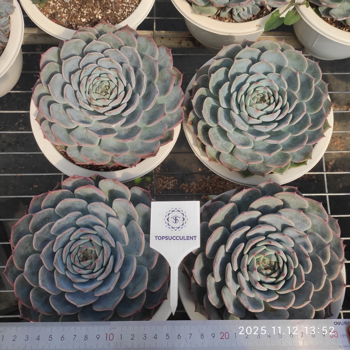 19301 Echeveria Pirate (20cm pot size)
