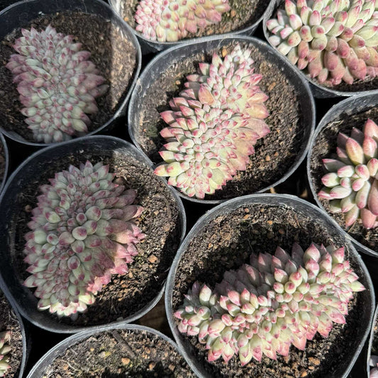 25780 Echeveria Corn Poppy Cristata (12cm pot size)